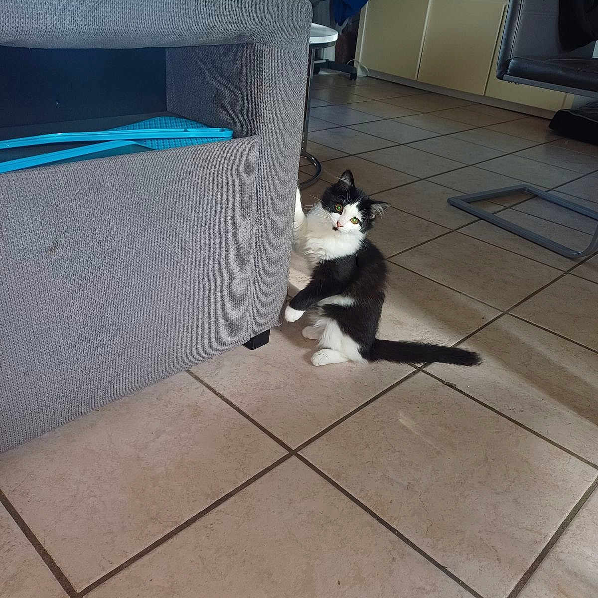Nala a rejoint le concours — aidez-le/la à gagner de superbes lots ! animal, architecture, box, building, canine, cat, chair, couch, dog, furniture, husky, indoors, interiordesign, kitten, livingroom, outdoors, pet, room, shelter, table