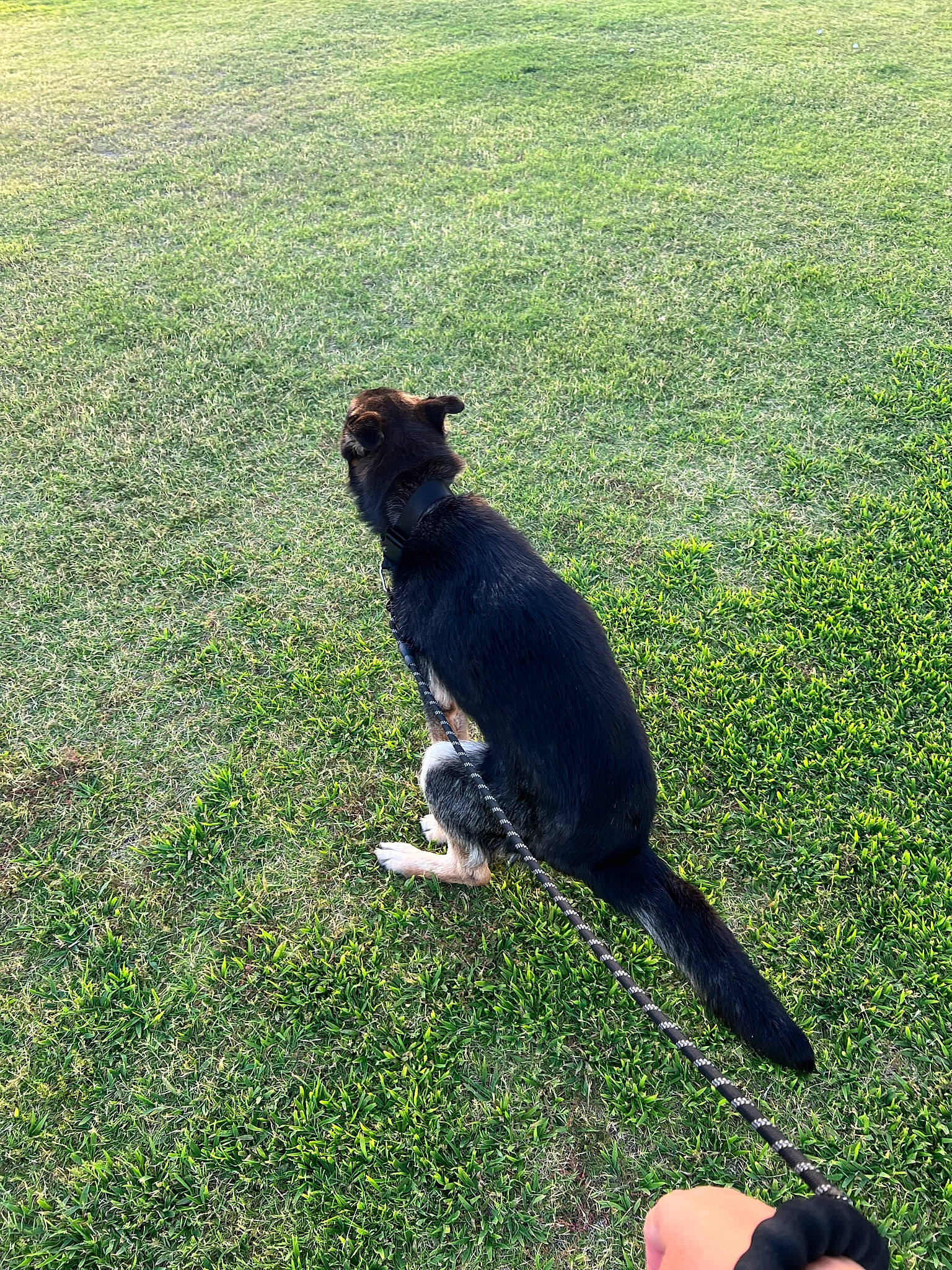 Zeus is registered to the contest to win money with this photo: canidae, carnivore, companion_dog, dog, dog_breed, felidae, foot, grass, grass_family, grassland, groundcover, herding_dog, lawn, pasture, people_in_nature, plant, shadow, small_to_medium_sized_cats, sporting_group, tail