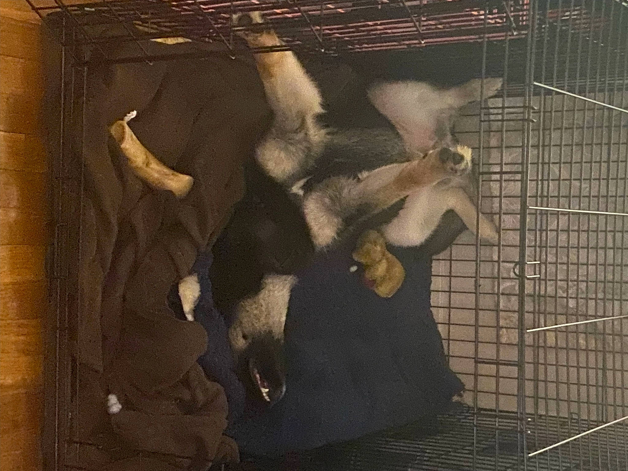 Zeus joined the competition — help win amazing prizes! animal_shelter, art, cage, darkness, fawn, fur, livestock, mesh, metal, pet_supply, still_life_photography, tail, tints_and_shades, visual_arts, wood, working_animal