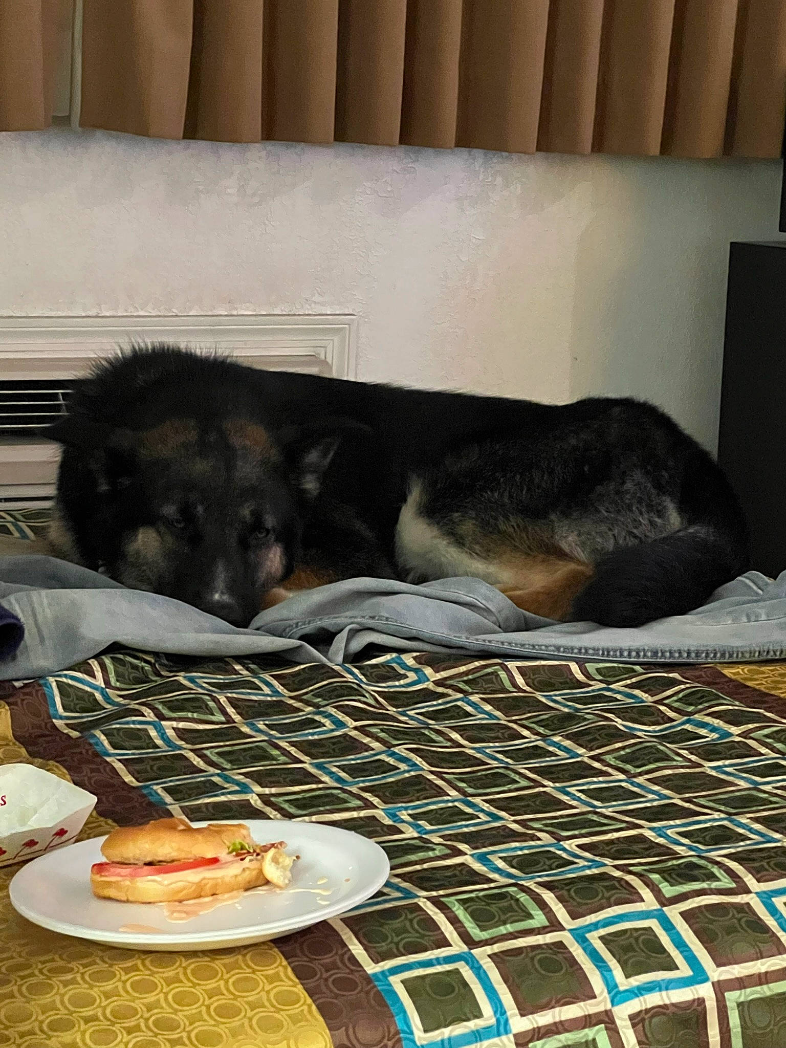 Zeus is registered to the contest to win money with this photo: carnivore, comfort, companion_dog, cuisine, dishware, dog_breed, felidae, flooring, food, grey, ingredient, linens, pet_supply, plate, recipe, room, sandwich, small_to_medium_sized_cats, tableware, whiskers