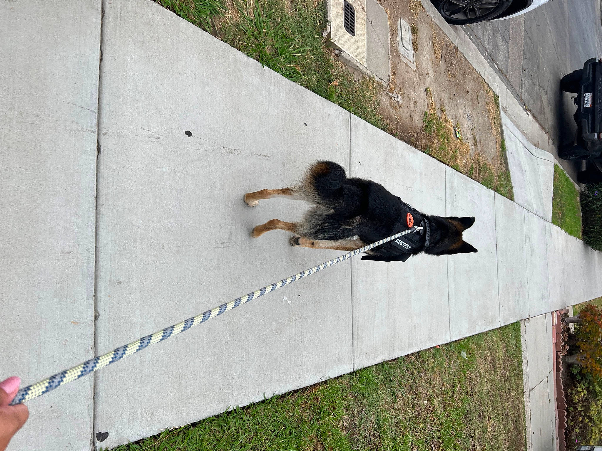 Zeus is registered to the contest to win money with this photo: adventure, building, concrete, dog, extreme_sport, facade, fun, grass, house, leisure, plant, recreation, shadow, sidewalk, slope, sporting_group, tree, window