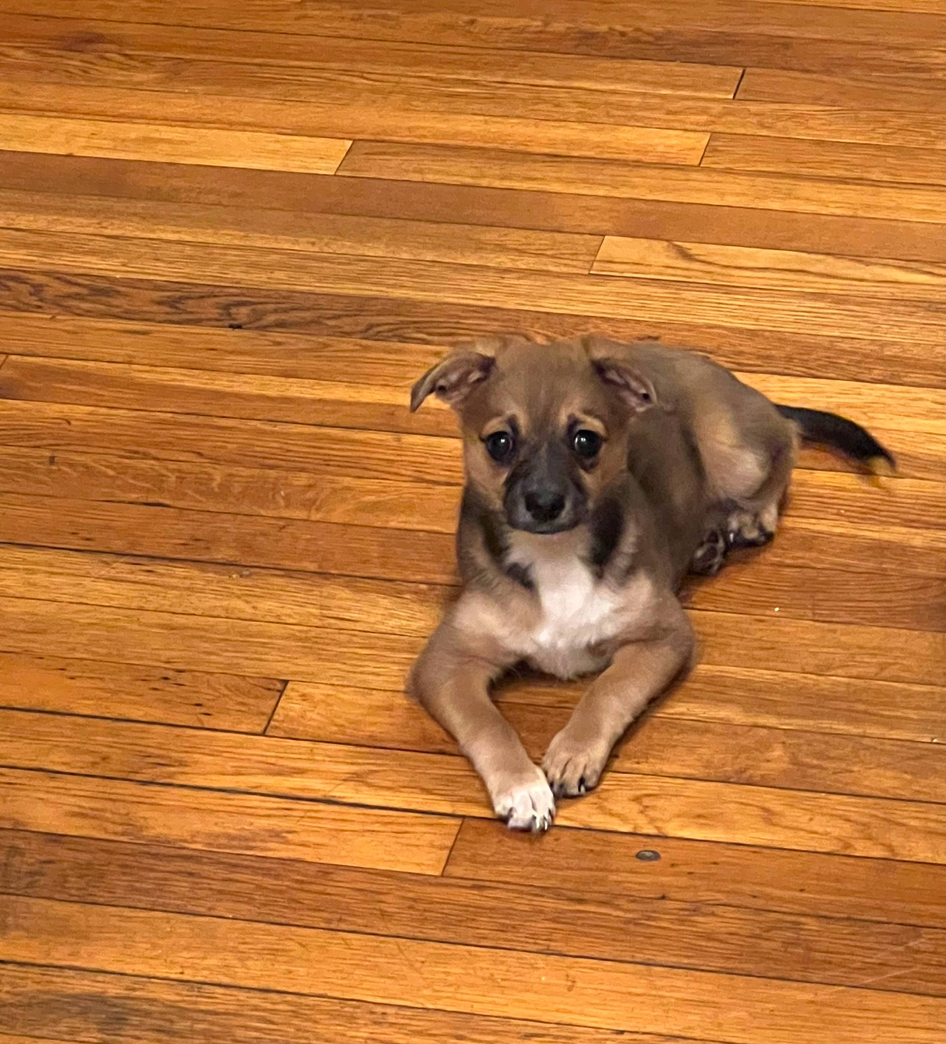 Canela joined the competition — help win amazing prizes! carnivore, companion_dog, dog, dog_breed, fawn, floor, flooring, hardwood, paw, pet_supply, plank, snout, sporting_group, tail, terrestrial_animal, varnish, wood, wood_flooring, wood_stain, working_animal