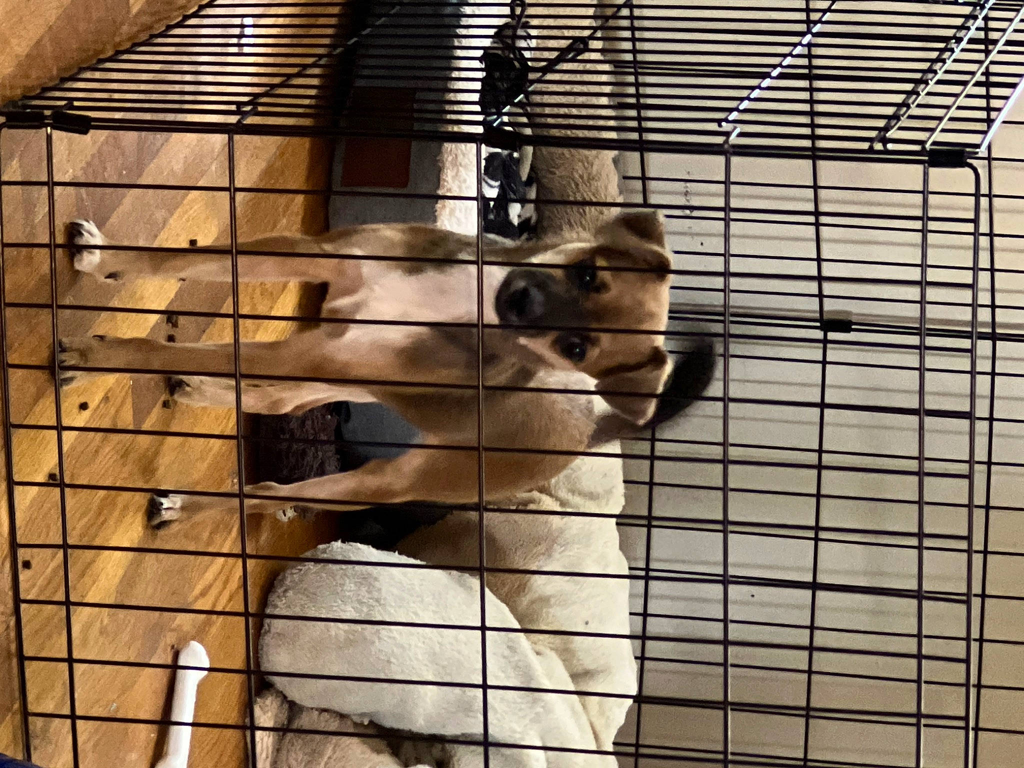 Canela is registered to the contest to win money with this photo: animal_shelter, cage, chain_link_fencing, dog_supply, fawn, fence, fur, mammal, mesh, metal, pet_supply, primate, service, snout, tail, terrestrial_animal, vertebrate, wildlife, window, wire_fencing