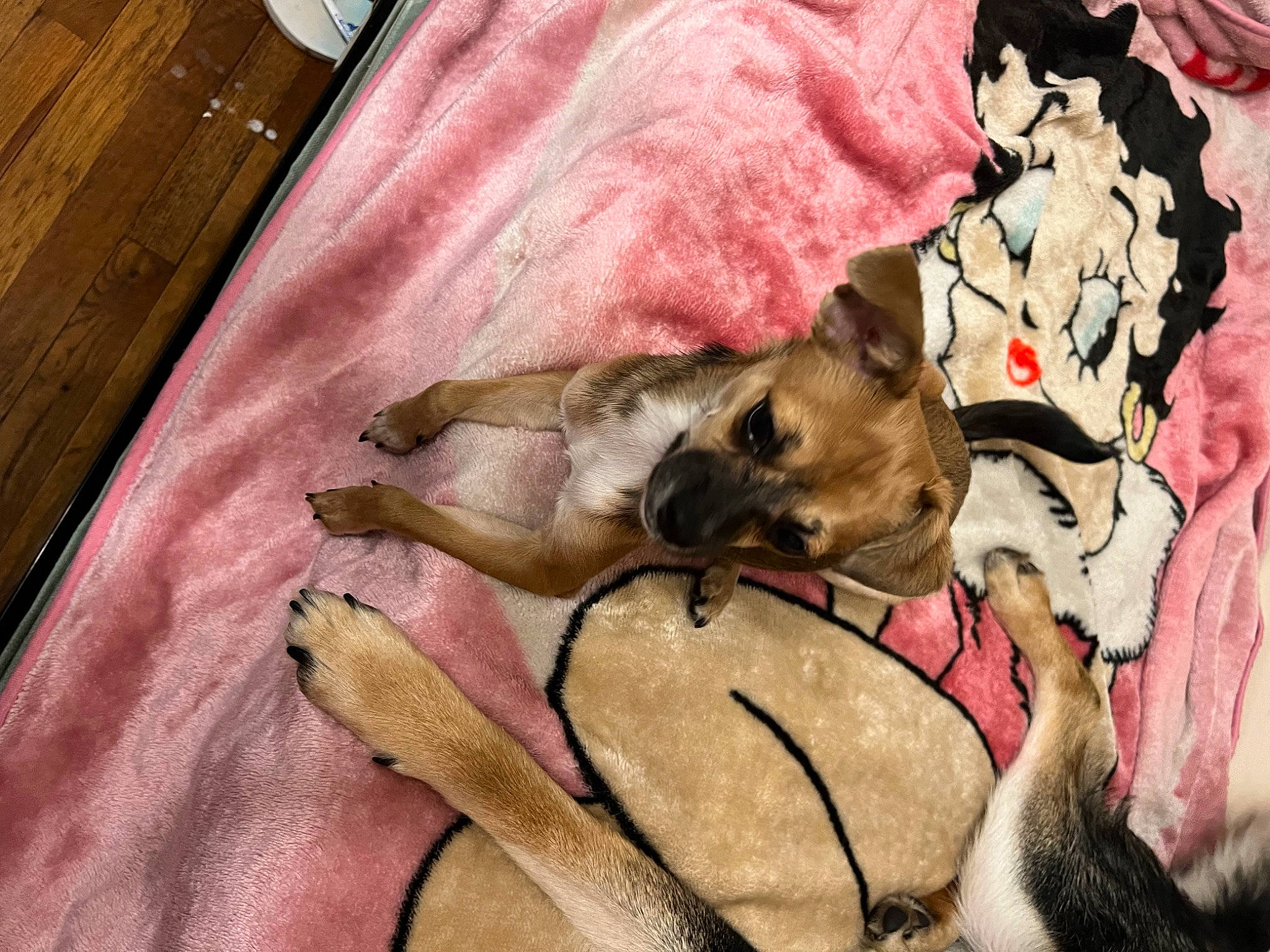 Canela joined the competition — help win amazing prizes! art, bedding, canidae, carnivore, comfort, companion_dog, dog, dog_breed, fawn, felidae, fur, hardwood, linens, magenta, nap, painting, paw, visual_arts, wood, working_animal