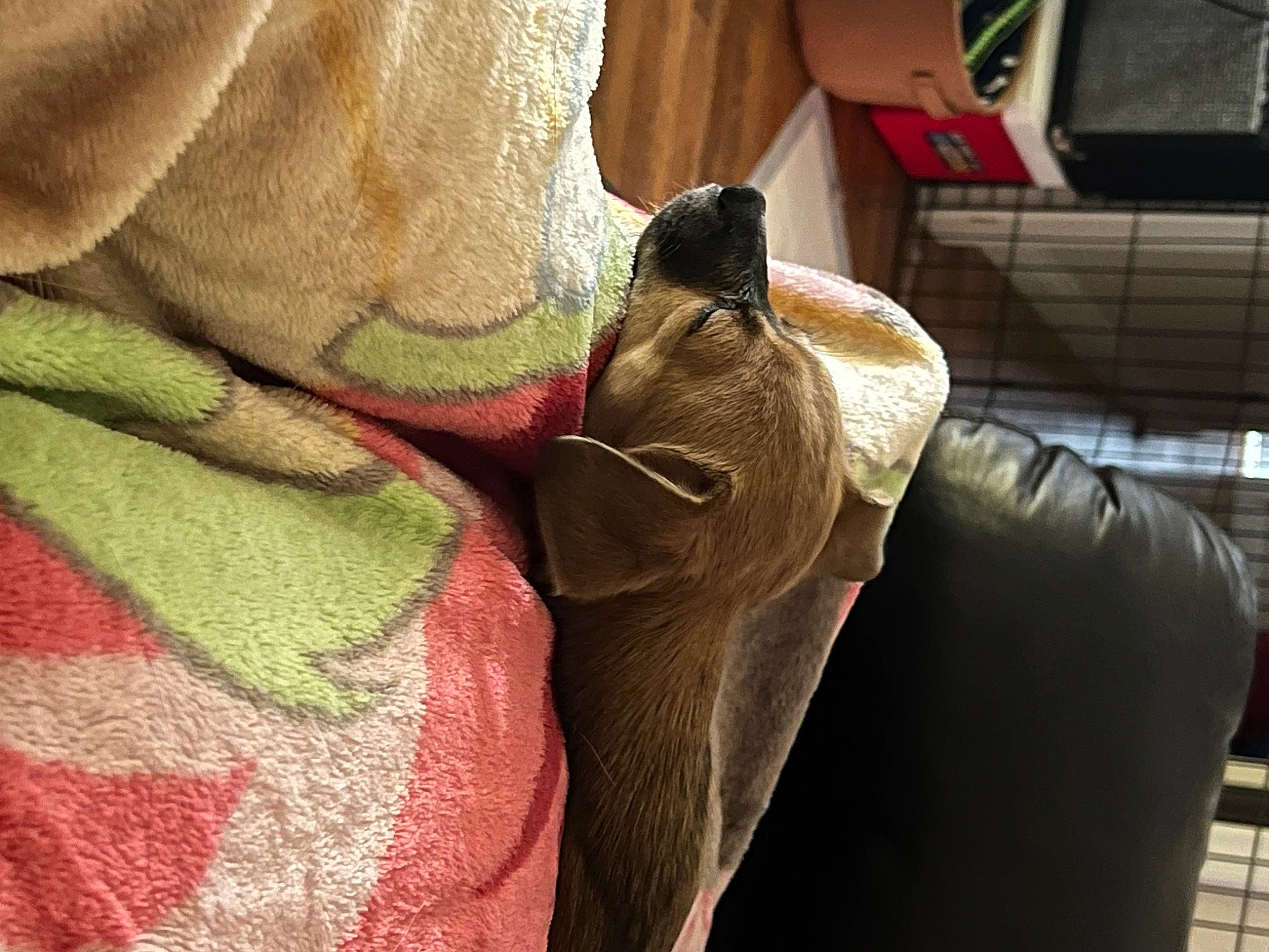 Canela joined the competition — help win amazing prizes! bag, carmine, close_up, comfort, fashion_accessory, fawn, felidae, fur, human_leg, linens, mammal, pattern, sleeve, small_to_medium_sized_cats, snout, textile, tints_and_shades, wood, working_animal, wrist