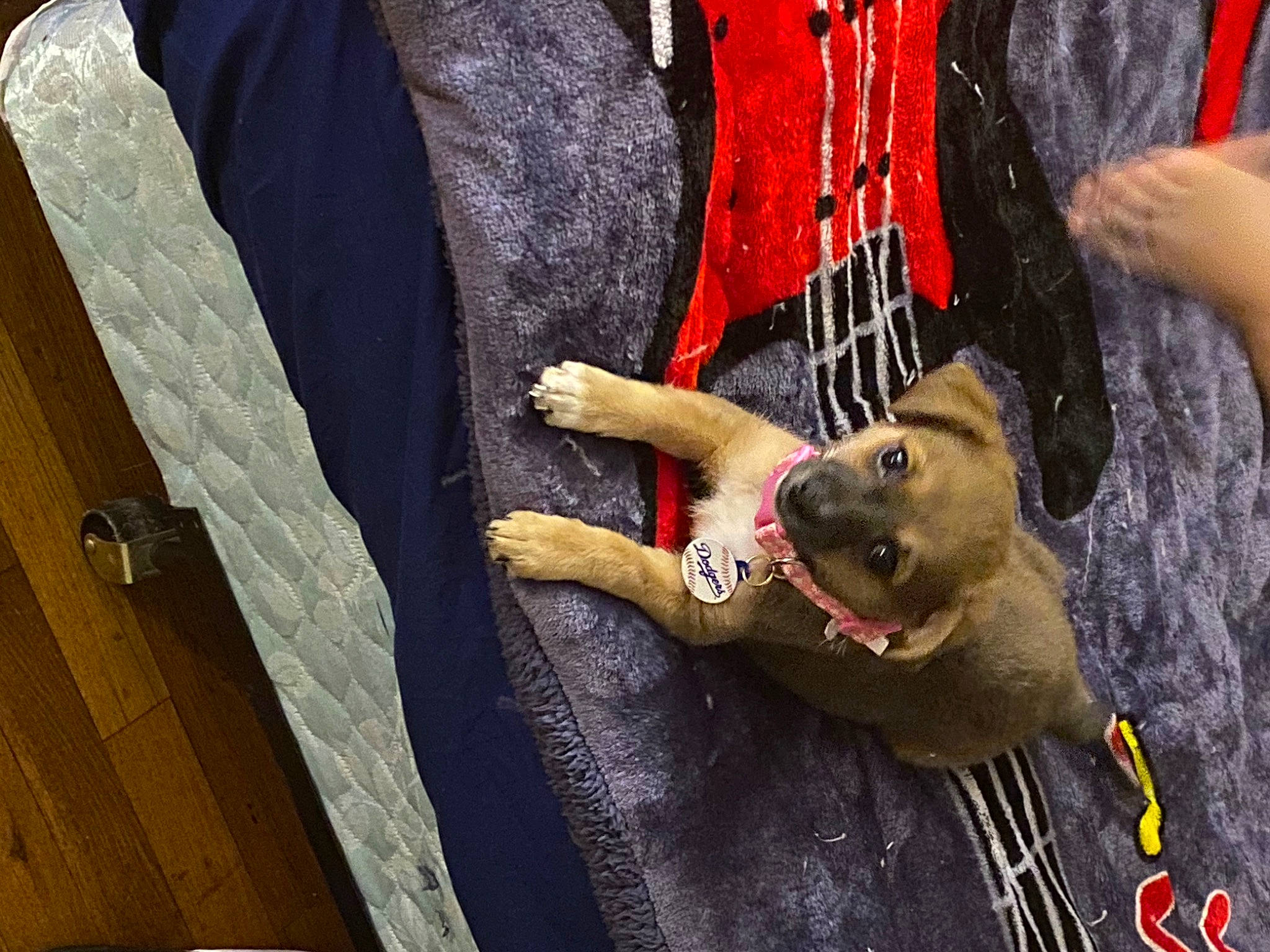 Canela is registered to the contest to win money with this photo: adventure, canidae, carnivore, collar, companion_dog, dog, dog_breed, dog_collar, fashion_accessory, fawn, fur, german_shepherd_dog, gesture, hardwood, leash, sleeve, sporting_group, wood, working_animal, wrist