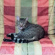 Tigrou a rejoint le concours — aidez-le/la à gagner de superbes lots ! animal, cat, cozy, cute, domestic_animal, ears, feline, fur, indoor, looking, patchwork, pet, quilt, resting, sitting, striped, tabby_cat, tail, tongue_out, whiskers