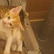 Baine Bey joined the competition — help win amazing prizes! cat, kitten, orange_tabby, pet, indoor, scratch_post, cardboard, furniture, cozy, curious, paws, ears, whiskers, looking_up, sitting, home, fuzzy, portrait, soft_lighting, playful