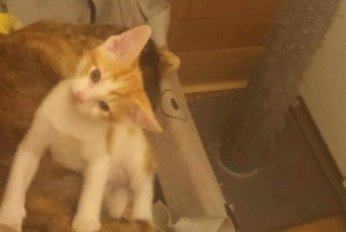 Baine Bey joined the competition — help win amazing prizes! cat, kitten, orange_tabby, pet, indoor, scratch_post, cardboard, furniture, cozy, curious, paws, ears, whiskers, looking_up, sitting, home, fuzzy, portrait, soft_lighting, playful