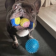 Reign joined the competition — help win amazing prizes! animal, blue_ball, brown_eyes, carpet, closeup, colorful, cute, dog, ears, floor, french_bulldog, fur, indoor, looking_up, mouth, pet, playing, tennis_balls, toy, waiting