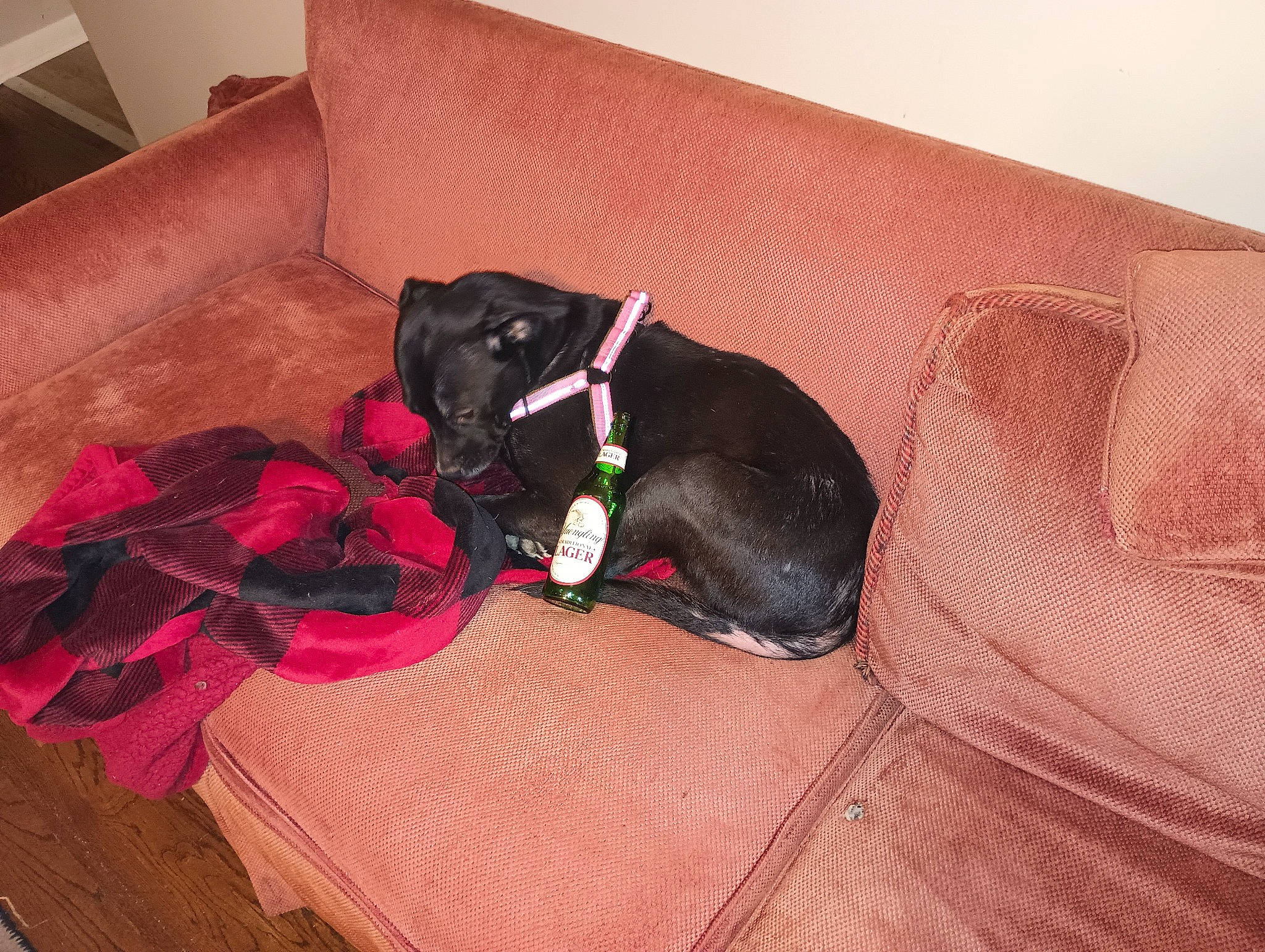 Millie joined the competition — help win amazing prizes! black_cat, canidae, carnivore, comfort, companion_dog, couch, dog, dog_breed, dog_supply, felidae, floor, flooring, fur, hardwood, linens, liver, sporting_group, tail, wood, working_animal