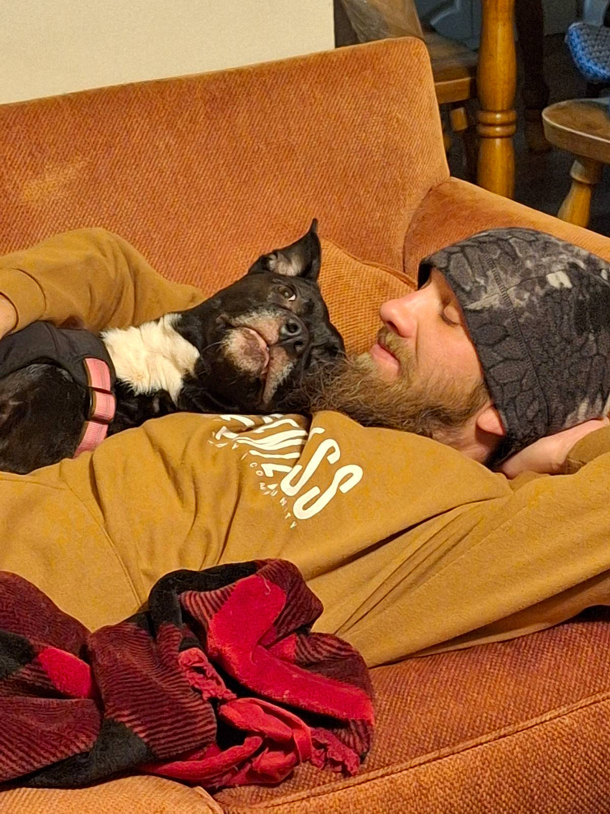 Millie joined the competition — help win amazing prizes! bag, bed_sheet, bedding, brown, carmine, cat, comfort, couch, domestic_short_haired_cat, felidae, fur, houseplant, lamp, linens, luggage_and_bags, room, sitting, small_to_medium_sized_cats, tints_and_shades, whiskers