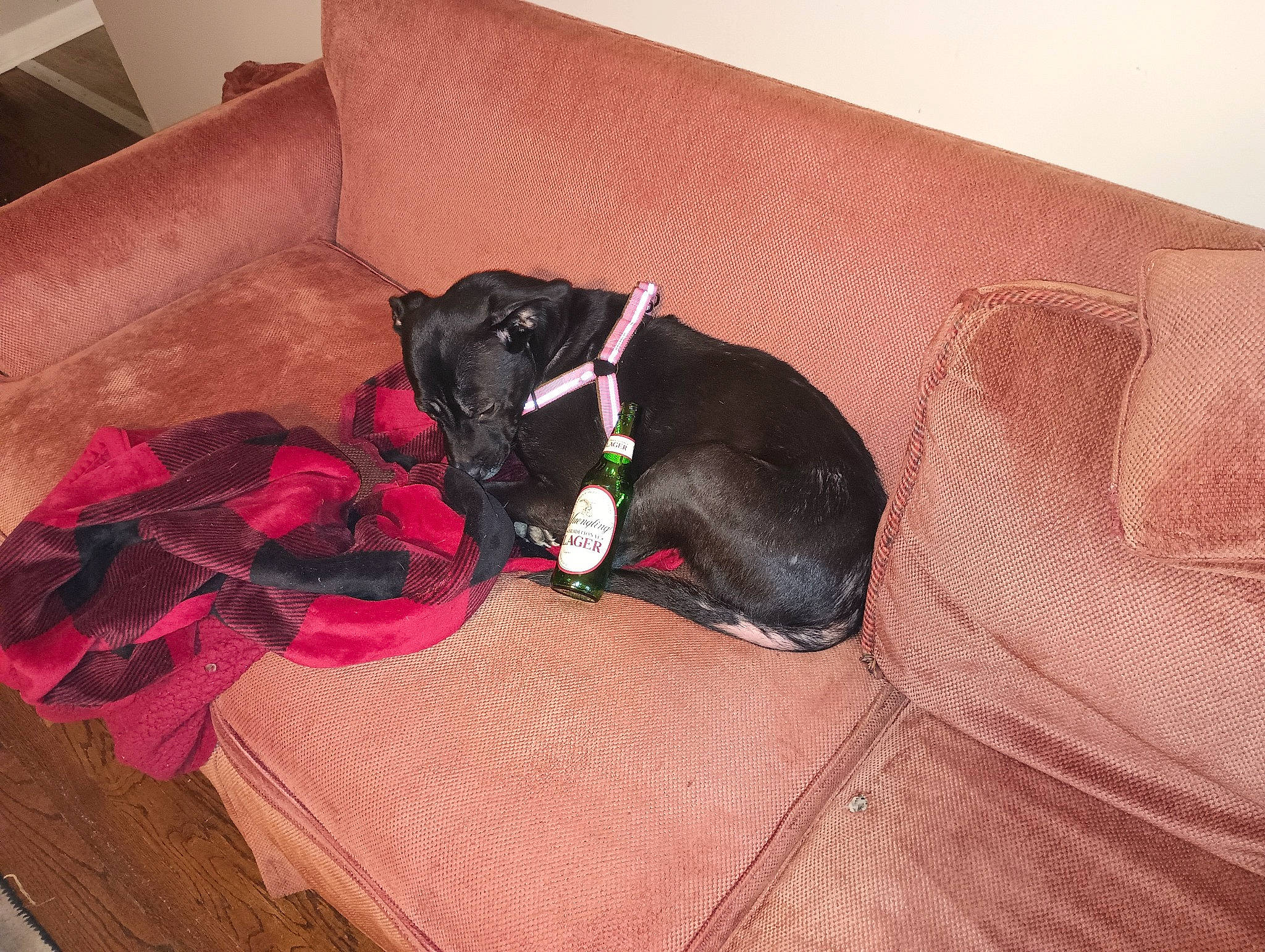 Millie joined the competition — help win amazing prizes! black_cat, carmine, carnivore, comfort, companion_dog, couch, dog, dog_breed, dog_supply, fawn, felidae, flooring, hardwood, linens, liver, pet_supply, room, tail, wood, working_animal