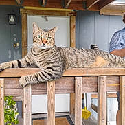 Mischief is registered to the contest to win money with this photo: animal, background, beard, broom, cap, casual_clothing, cat, door, feline, green_plant, indoor, man, pet, phone, porch, relaxed, striped, tabby_cat, wood, wooden_railing