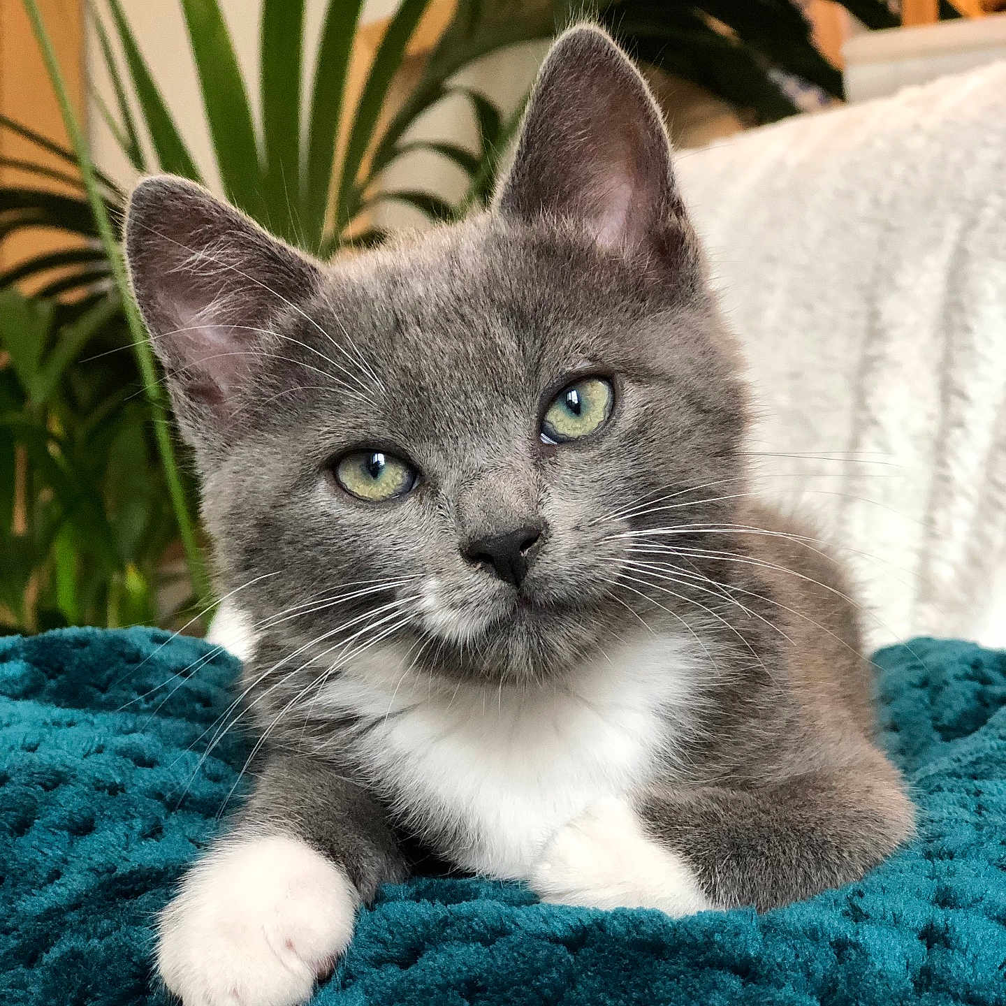 Sir Archer a rejoint le concours — aidez-le/la à gagner de superbes lots ! abyssinian, angora, animal, blanket, cat, indoors, jar, kitten, leaf, manx, pet, plant, planter, plush, pottedplant, pottery, quilt, towel, toy, vase
