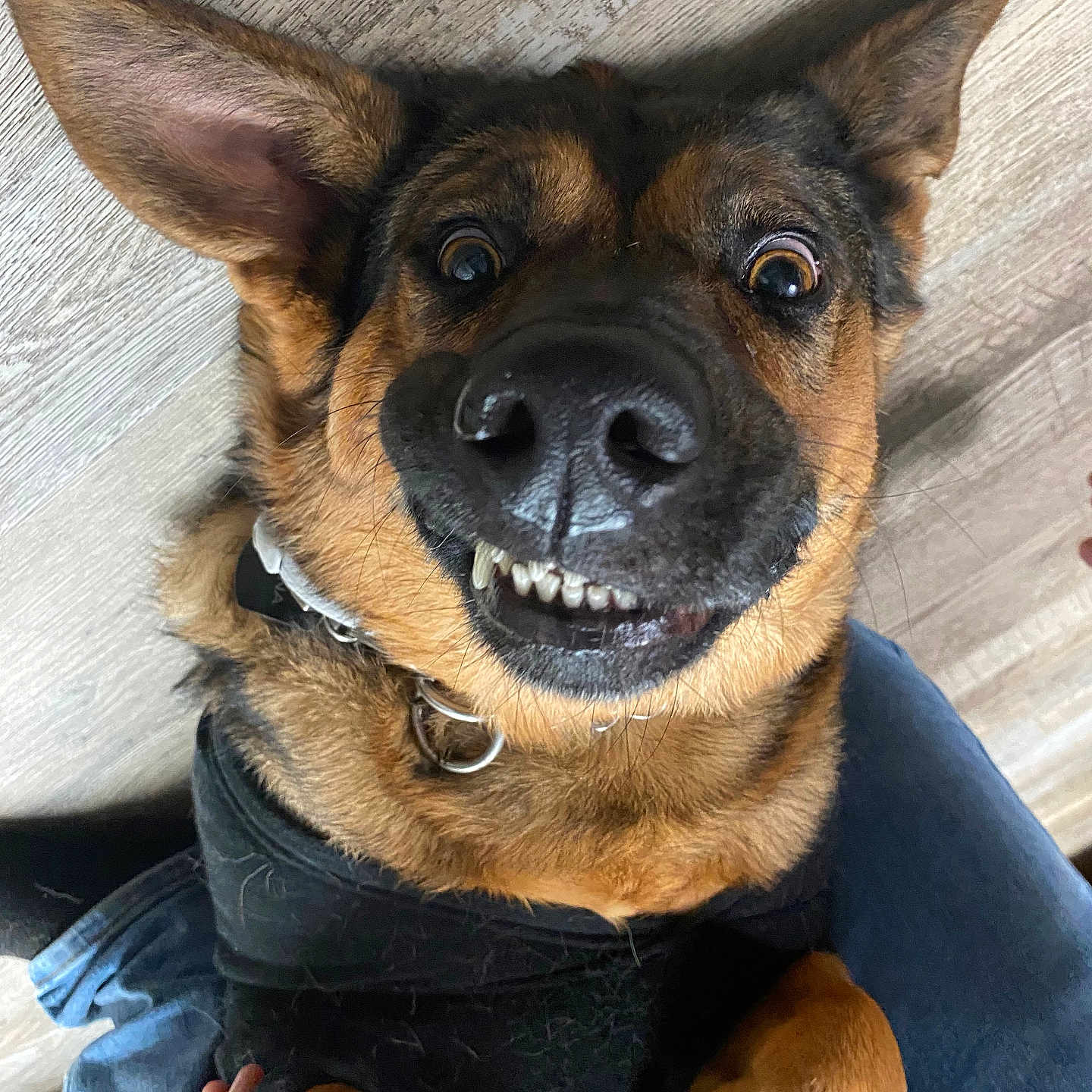 Xena is registered to the contest to win money with this photo: animal, bodypart, bulldog, canine, clothing, cushion, dog, germanshepherd, homedecor, hound, indoors, jeans, mouth, pants, person, pet, policedog, puppy, snout, teeth