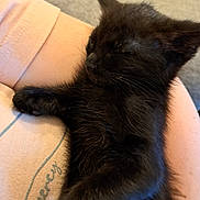 Meda joined the competition — help win amazing prizes! abyssinian, animal, blackcat, cat, couch, furniture, kitten, manx, pet