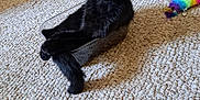 Meda joined the competition — help win amazing prizes! abyssinian, accessories, animal, blackcat, cat, clothing, couch, footwear, furniture, glove, homedecor, hosiery, kitten, manx, pet, purple, shoe, sock, strap, wood