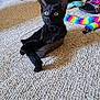 abyssinian, accessories, animal, blackcat, cat, clothing, couch, footwear, furniture, glove, homedecor, hosiery, kitten, manx, pet, purple, shoe, sock, strap, wood