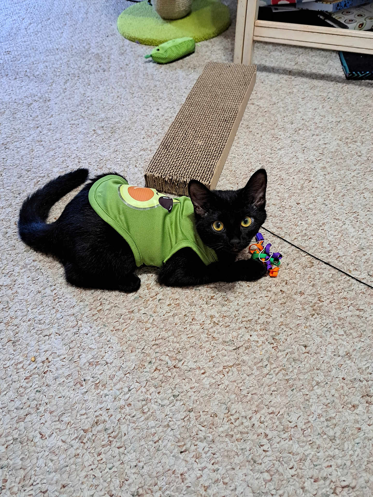 Meda joined the competition — help win amazing prizes! abyssinian, accessories, animal, architecture, blackcat, building, cat, clothing, couch, furniture, hardwood, indoors, kitten, leash, livingroom, manx, pet, strap, undershirt, wood