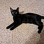 Meda joined the competition — help win amazing prizes! abyssinian, animal, blackcat, cat, kitten, manx, pet