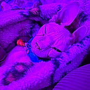 Ziggy is registered to the contest to win money with this photo: sphynx_cat, cat, hairless_cat, pet, blanket, cozy, purple_lighting, portrait, close_up, wrinkled_skin, large_ears, sleepy, collar, tag, indoor, soft_fabric, texture, snug, relaxed, fuzzy