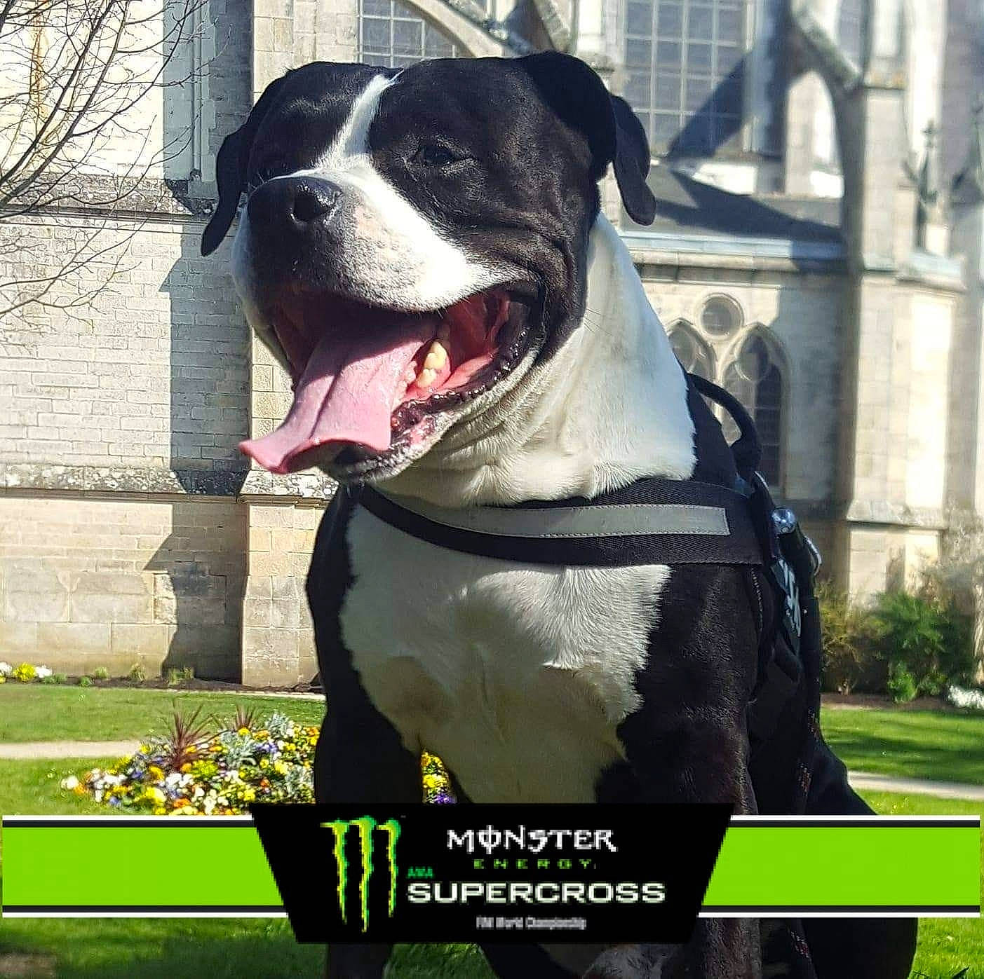 Gangsta participe au concours pour gagner de l'argent avec cette photo : american_bulldog, american_pit_bull_terrier, american_staffordshire_terrier, ancient_dog_breeds, bandog, bully_kutta, canidae, carnivore, companion_dog, dog, dog_breed, mammal, molosser, non_sporting_group, pit_bull, rare_breed_dog, renascence_bulldogge, snout, sporting_group, vertebrate