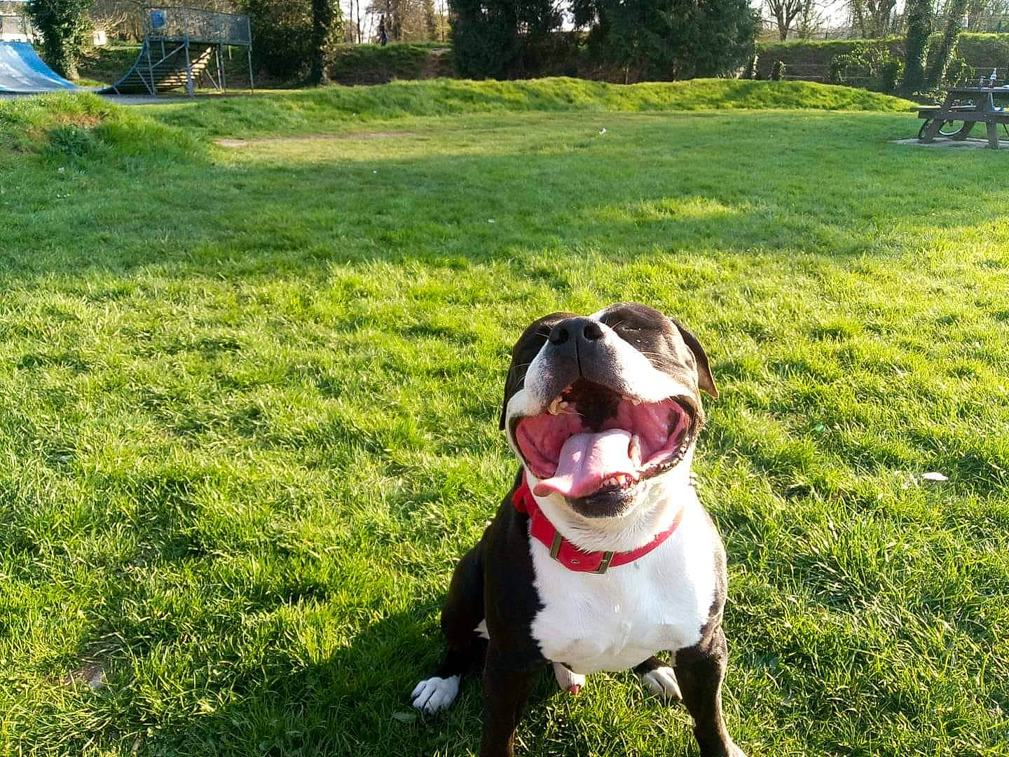 Gangsta a rejoint le concours — aidez-le/la à gagner de superbes lots ! american_bulldog, american_pit_bull_terrier, american_staffordshire_terrier, boston_terrier, canidae, carnivore, companion_dog, dog, dog_breed, fawn, grass, mammal, molosser, non_sporting_group, pit_bull, plant, sporting_group, staffordshire_bull_terrier, terrier, vertebrate