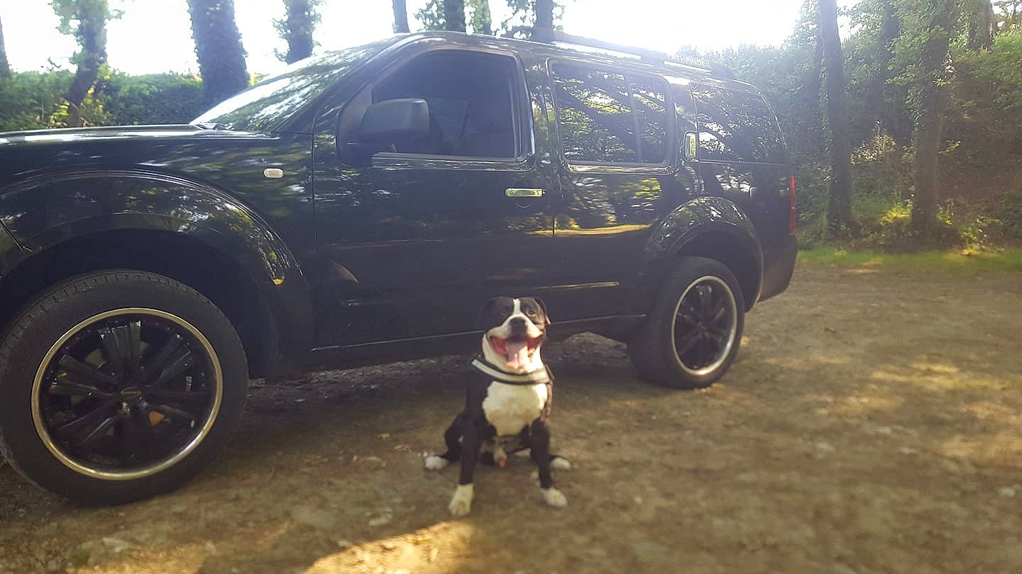 Gangsta participe au concours pour gagner de l'argent avec cette photo : alloy_wheel, auto_part, automotive_tire, automotive_wheel_system, canidae, car, dog, family_car, fawn, rim, sport_utility_vehicle, tire, vehicle, wheel