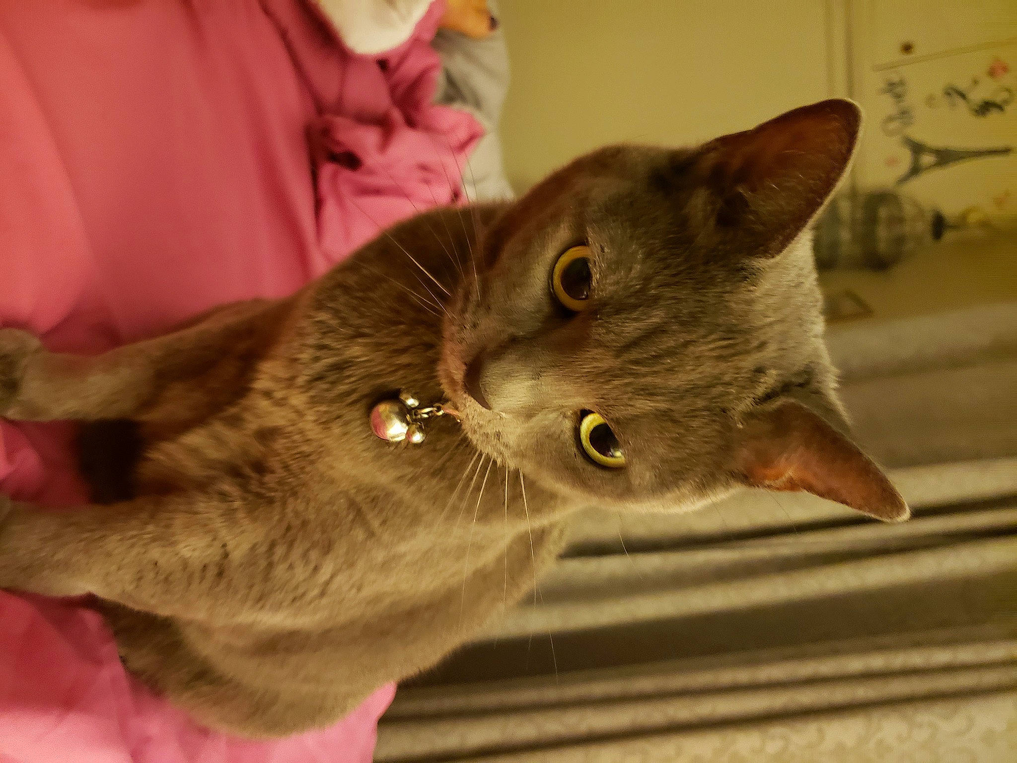 Holley joined the competition — help win amazing prizes! carnivore, cat, collar, domestic_short_haired_cat, ear, fawn, felidae, fur, gesture, mammal, small_to_medium_sized_cats, snout, tail, whiskers