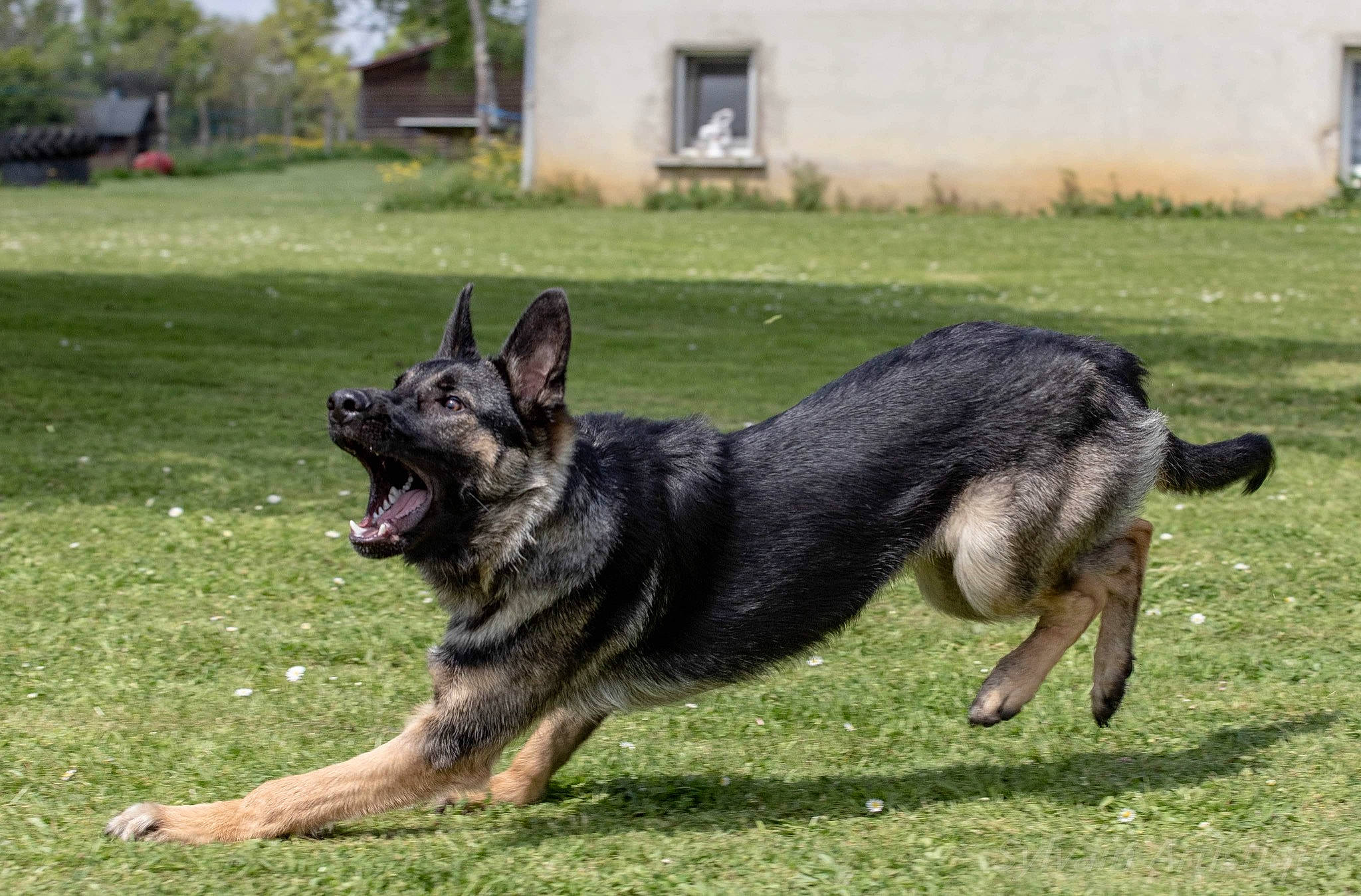 Spike participe au concours pour gagner de l'argent avec cette photo : ancient_dog_breeds, canidae, carnivore, companion_dog, dog, dog_breed, grass, guard_dog, herding_dog, king_shepherd, law_enforcement, old_german_shepherd_dog, plant, snout, sporting_group, tail, terrestrial_animal, working_animal, working_dog