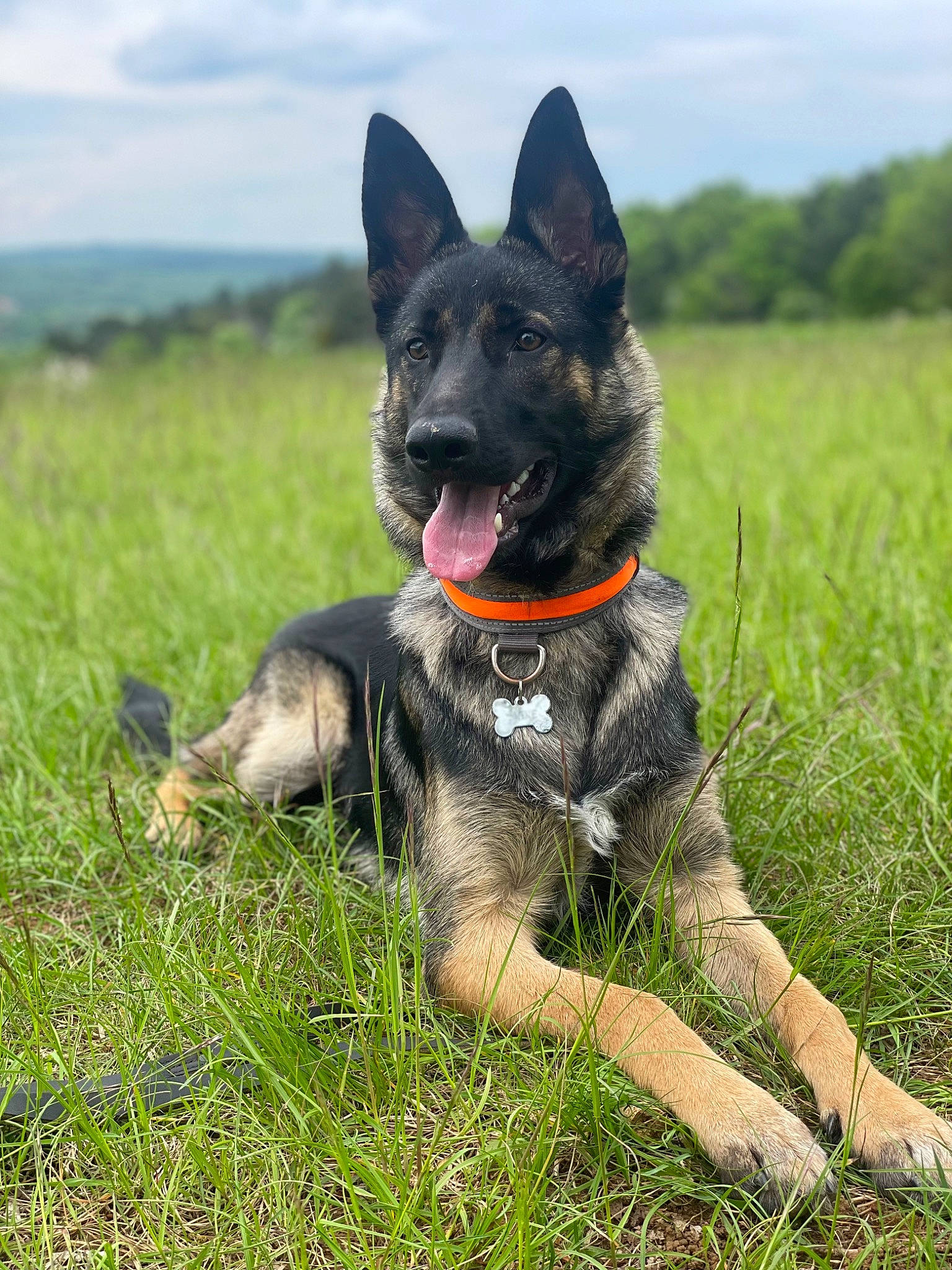 Spike participe au concours pour gagner de l'argent avec cette photo : canidae, carnivore, cloud, collar, companion_dog, dog, dog_breed, grass, grassland, guard_dog, herding_dog, mammal, plant, sky, snout, sporting_group, tail, tree, working_animal, working_dog