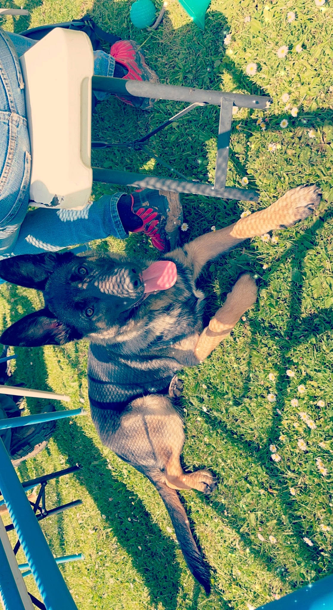 Spike a rejoint le concours — aidez-le/la à gagner de superbes lots ! canidae, carnivore, companion_dog, dog, dog_breed, electric_blue, flesh, fun, grass, guard_dog, landscape, leisure, organism, people_in_nature, shadow, sporting_group, tail, tints_and_shades, visual_arts, working_animal