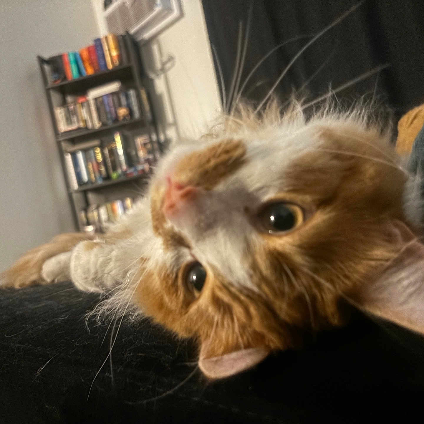 Noodle joined the competition — help win amazing prizes! animal, architecture, book, bookcase, building, canine, cat, chair, couch, dog, furniture, indoors, kitten, library, livingroom, pet, publication, room, shelf, wood