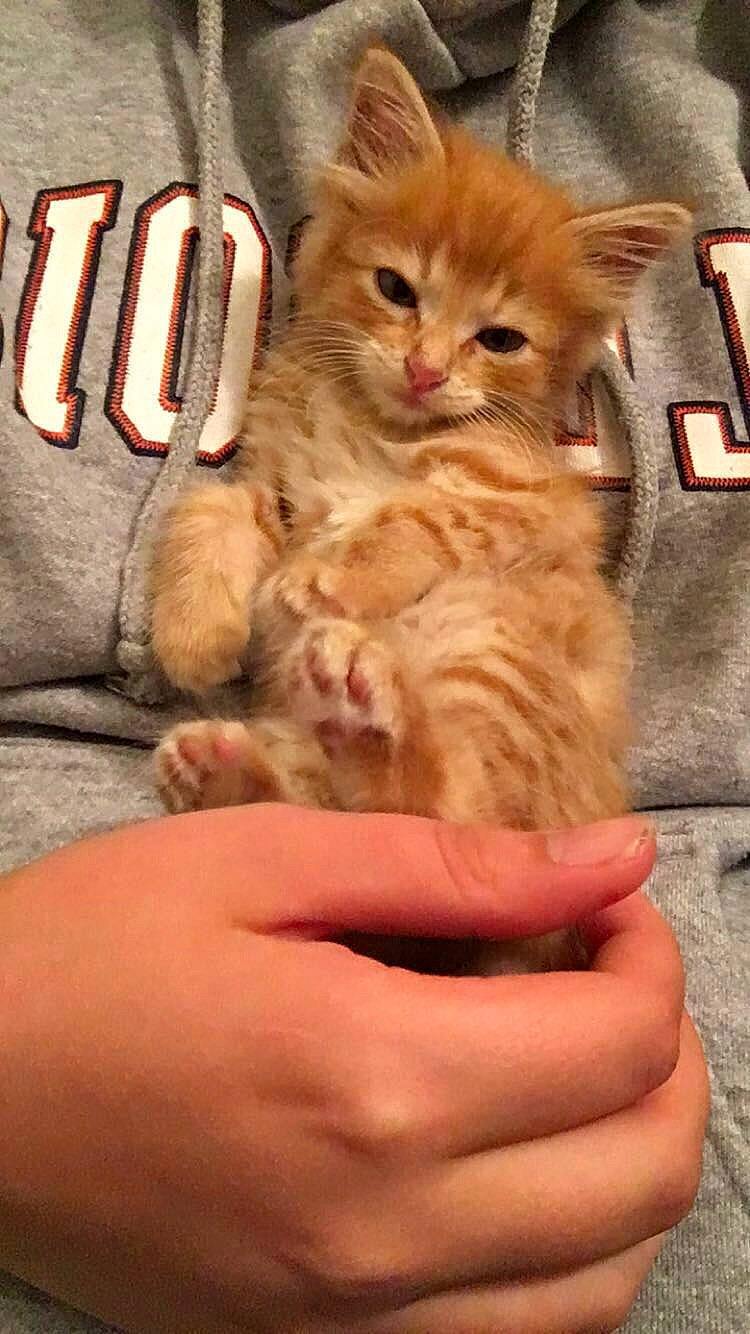 Oliver is registered to the contest to win money with this photo: carnivore, cat, claw, comfort, domestic_short_haired_cat, fawn, felidae, finger, fur, gesture, hand, nail, paw, sitting, small_to_medium_sized_cats, snout, tail, thumb, whiskers, wood