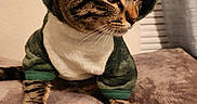 Leonidas is registered to the contest to win money with this photo: cat, tabby_cat, costume, dinosaur_costume, pet, animal, cute, whiskers, ears, soft_blanket, indoor, curious, feline, domestic_cat, fur, paws, cozy, portrait, clothing, pet_costume