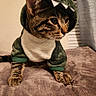 cat, tabby_cat, costume, dinosaur_costume, pet, animal, cute, whiskers, ears, soft_blanket, indoor, curious, feline, domestic_cat, fur, paws, cozy, portrait, clothing, pet_costume