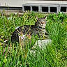 cat, tabby, grass, greenery, garden, plants, wildflowers, outdoor, nature, animal, pet, relaxed, resting, feline, collar, sunlight, cinder_blocks, wire_structure, backyard, flora