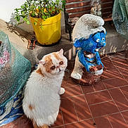 Simonne participe au concours pour gagner de l'argent avec cette photo : cat, smurf_statue, plant_pot, yellow_pot, tile_floor, sunlight, shadow, garden_tools, outdoor, pet, curious, white_cat, orange_cat, decor, statue, furry, animal, whiskers, eyes, floor