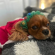 Rosé joined the competition — help win amazing prizes! dog, puppy, pet, brown_fur, festive_clothing, headband, decorative, blanket, cozy, resting, indoor, close_up, cute, holiday, soft_texture, fur, animal, portrait, relaxed, warm