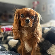 Rosé is registered to the contest to win money with this photo: animal, blanket, brown_dog, companion, cozy, cute, dog, domestic_animal, ears, eyes, friendly, fur, furry, household, indoor, nose, pet, portrait, sitting, small_dog