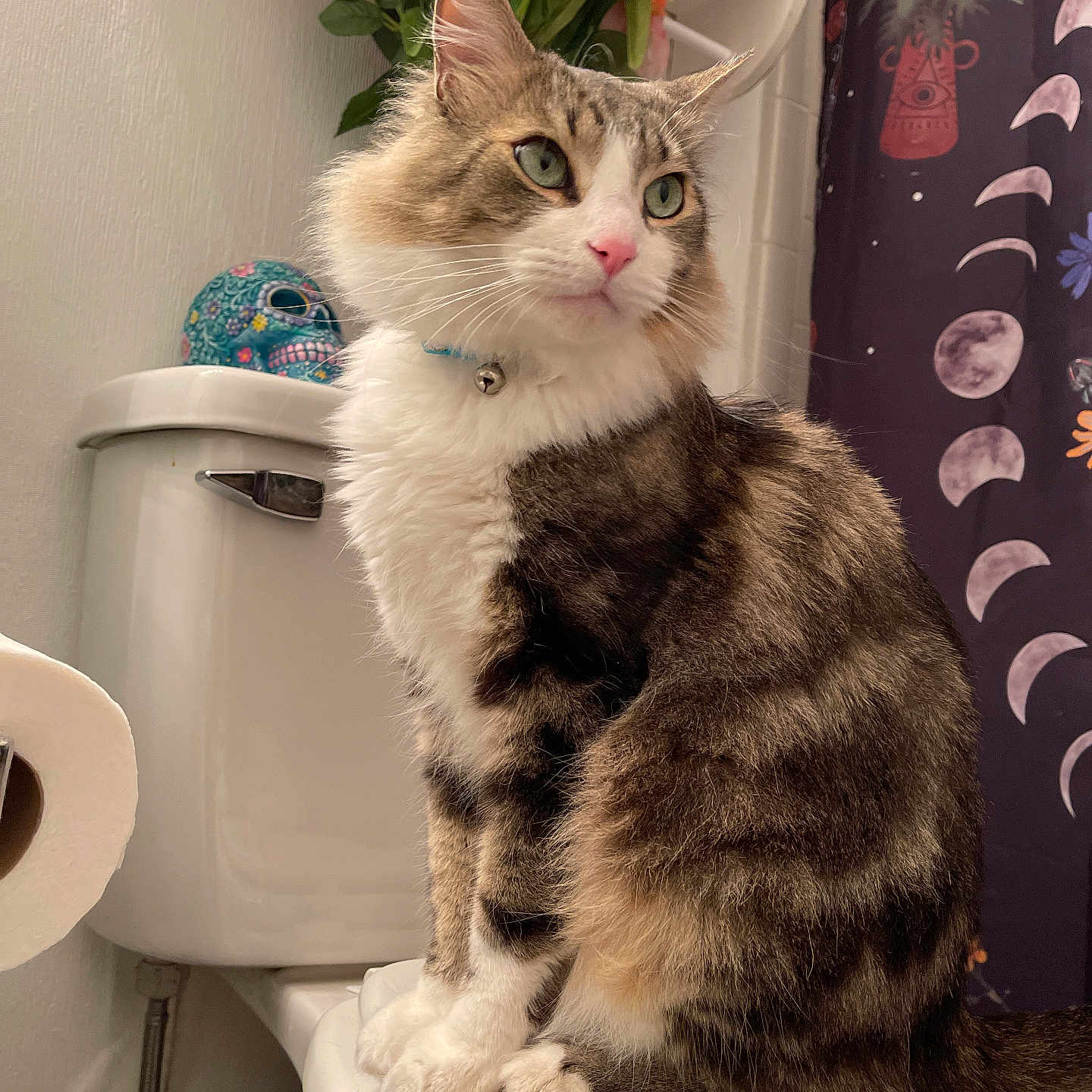 Loki joined the competition — help win amazing prizes! abyssinian, animal, bathroom, cat, flower, flowerarrangement, flowerbouquet, geranium, indoors, jar, kitten, manx, pet, petal, plant, pottedplant, pottery, room, toilet, vase