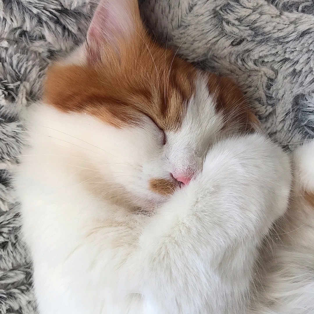 Tigrou