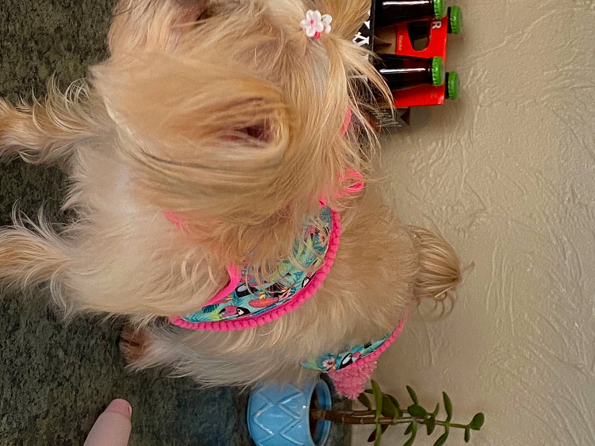 Gidget is registered to the contest to win money with this photo: canidae, carnivore, collar, companion_dog, dog, dog_breed, dog_clothes, dog_collar, dog_supply, fawn, fur, leash, nail, pet_supply, small_terrier, snout, sporting_group, terrier, toy_dog, working_animal