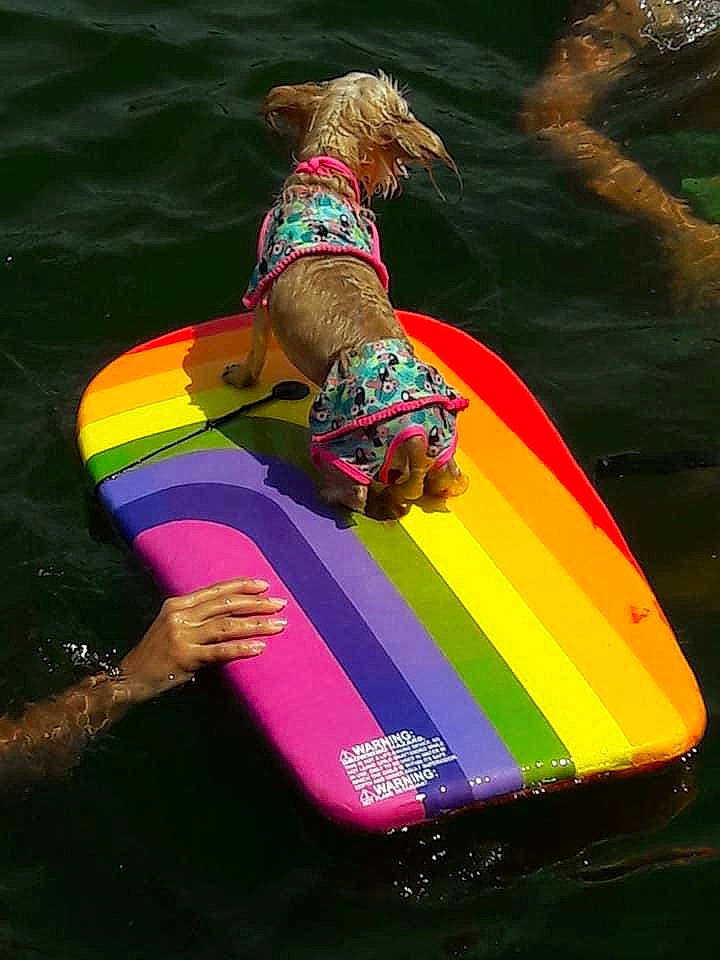 Gidget joined the competition — help win amazing prizes! boardsport, carnivore, dog, dog_breed, extreme_sport, fun, inflatable, leisure, mammal, outdoor_recreation, play, recreation, sporting_group, summer, surface_water_sports, surfboard, surfing_equipment, towed_water_sport, tubing, water_sport