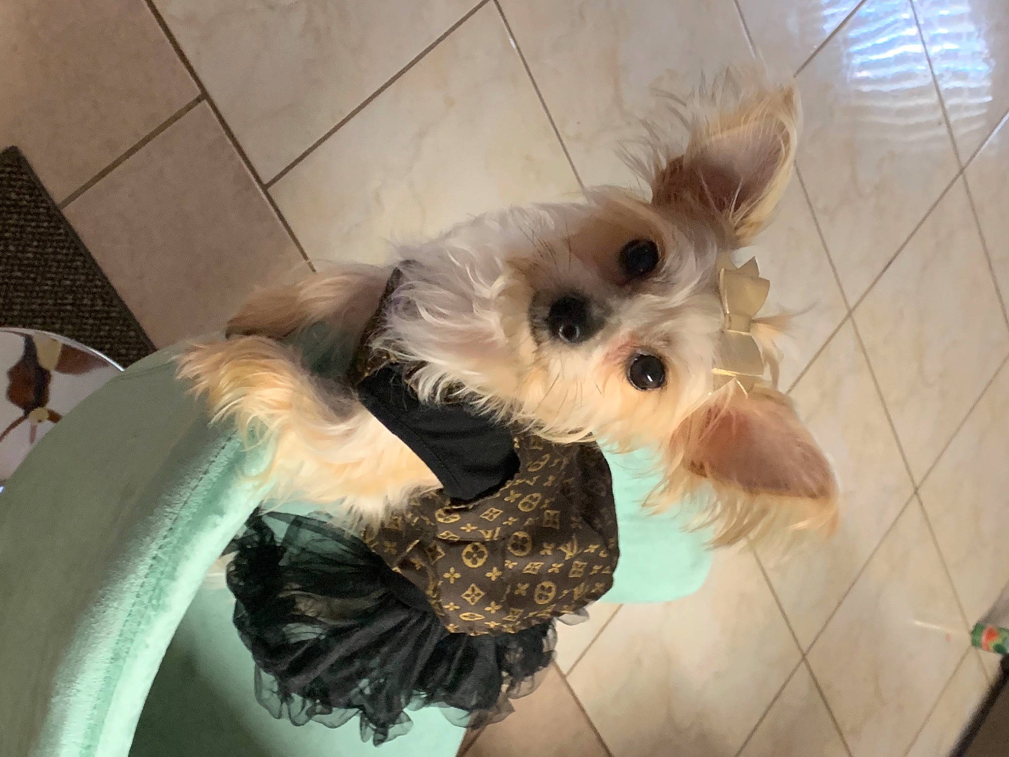 Gidget is registered to the contest to win money with this photo: canidae, carnivore, collar, companion_dog, dog, dog_breed, dog_clothes, dog_collar, dog_supply, floor, flooring, fur, pet_supply, small_terrier, snout, terrier, tile, toy_dog, vertebrate, working_animal
