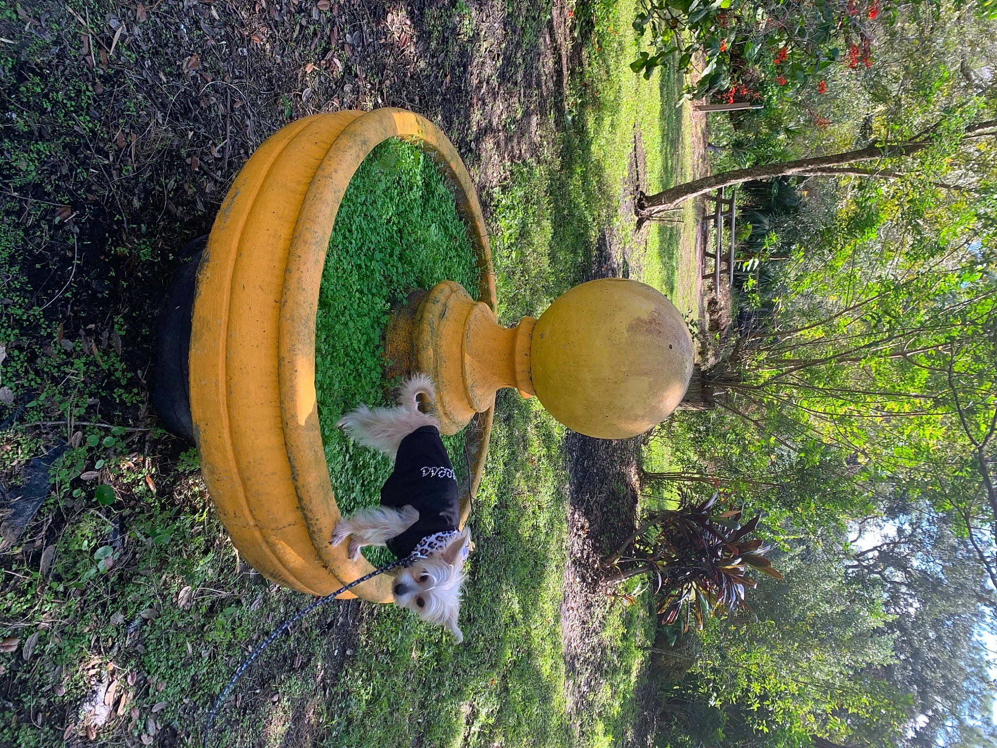 Gidget joined the competition — help win amazing prizes! forest, fruit, northern_hardwood_forest, old_growth_forest, people_in_nature, shrub, temperate_broadleaf_and_mixed_forest, trunk, valdivian_temperate_rain_forest, woodland