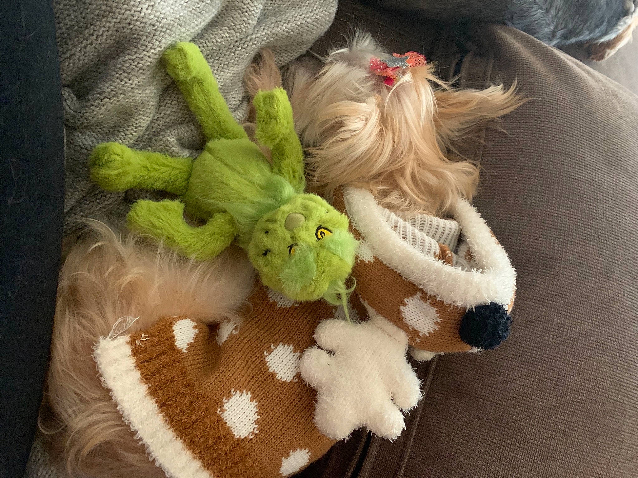 Gidget is registered to the contest to win money with this photo: baby_products, baby_toys, craft, creative_arts, crochet, dog_supply, fawn, fiber, knitting, plush, stuffed_toy, textile, thread, toy, wool, woolen