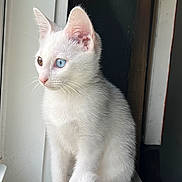 Boo is registered to the contest to win money with this photo: cat, kitten, white_fur, heterochromia, blue_eye, golden_eye, sitting, windowsill, window, indoor, portrait, closeup, animal, pet, whiskers, pointed_ears, fluffy, natural_light, white_background, curious