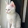 cat, kitten, white_fur, heterochromia, blue_eye, golden_eye, sitting, windowsill, window, indoor, portrait, closeup, animal, pet, whiskers, pointed_ears, fluffy, natural_light, white_background, curious